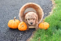 Timber, a male Poodle - Toy  for sale in Lebanon, PA – 7 of 9