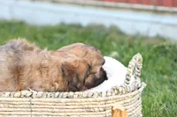 Seth, a male Shih Tzu and Poodle - Toy  for sale in Lebanon, PA – 4 of 9
