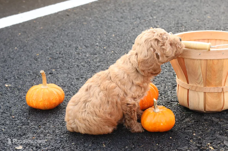 Timber – Poodle - Toy  puppy for sale in Lebanon, PA