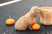 Timber, a male Poodle - Toy  for sale in Lebanon, PA – 1 of 9