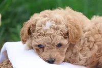 Mel, a male Maltipoo for sale in Lebanon, PA – 6 of 9