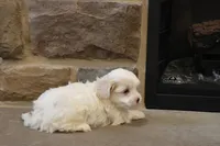 Stephen, a male Shihpoo for sale in Lebanon, PA – 2 of 4