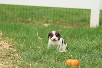 Janson, a male Jack Russell Terrier and Poodle - Toy  for sale in Lebanon, PA – 6 of 6