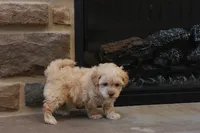 Sawyer, a male Shihpoo for sale in Lebanon, PA – 3 of 6