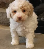 Brenda, a female Bichpoo for sale in Lebanon, PA – 6 of 7