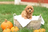 Holly, a female Havapoo for sale in Lebanon, PA – 6 of 10