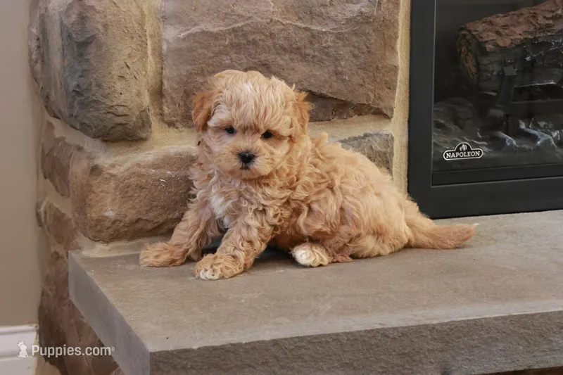 Stephen – Shihpoo puppy for sale in Lebanon, PA