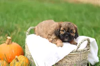 Shawn, a male Shihpoo for sale in Lebanon, PA – 2 of 10