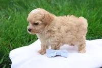 Mathew, a male Maltipoo for sale in Lebanon, PA – 2 of 7