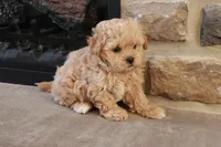 Stephen, a male Shihpoo for sale in Lebanon, PA – 7 of 10