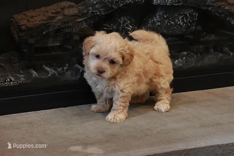Sawyer – Shihpoo puppy for sale in Lebanon, PA