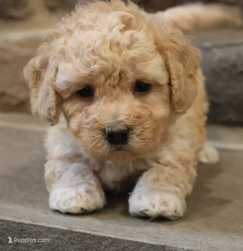 Brent – Bichpoo puppy for sale in Lebanon, PA