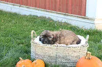 Seth, a male Shih Tzu and Poodle - Toy  for sale in Lebanon, PA – 6 of 9