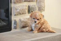 Sabrina, a female Shihpoo for sale in Lebanon, PA – 8 of 10