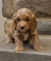 Christa, a female Cockapoo for sale in Lebanon, PA – 3 of 5