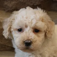 Bailey, a female Bichpoo for sale in Lebanon, PA – 2 of 5