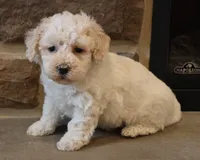 Bailey, a female Bichpoo for sale in Lebanon, PA – 1 of 5