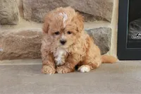 Sabrina, a female Shihpoo for sale in Lebanon, PA – 5 of 10