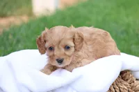 Carl, a male Cavapoo for sale in Lebanon, PA – 3 of 8