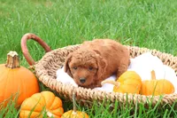 Tanner, a male Poodle - Toy  for sale in Lebanon, PA – 4 of 9