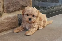 Stephen, a male Shihpoo for sale in Lebanon, PA – 8 of 10