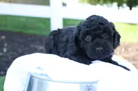 Hanson, a male Havapoo for sale in Lebanon, PA – 7 of 10