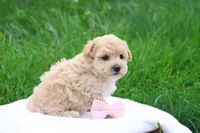 Malinda, a female Maltipoo for sale in Lebanon, PA – 6 of 6