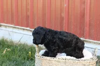 Colton, a male Cavalier King Charles Spaniel and Poodle - Toy  for sale in Lebanon, PA – 2 of 9