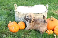 Selena, a female Shih Tzu and Poodle - Toy  for sale in Lebanon, PA – 2 of 9