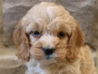 Christina, a female Cockapoo for sale in Lebanon, PA – 4 of 6