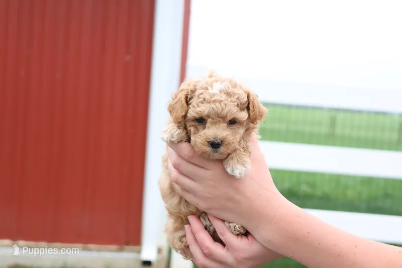 Mel – Maltipoo puppy for sale in Lebanon, PA