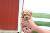 Mel, a male Maltipoo for sale in Lebanon, PA – 1 of 9