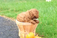 Tanner, a male Poodle - Toy  for sale in Lebanon, PA – 3 of 9