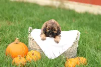 Shawn, a male Shihpoo for sale in Lebanon, PA – 5 of 10
