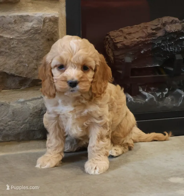 Christina – Cockapoo puppy for sale in Lebanon, PA