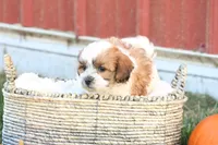 Spencer, a male Shih Tzu and Poodle - Toy  for sale in Lebanon, PA – 4 of 10