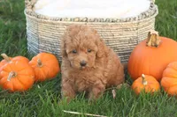 Taya, a female Poodle - Toy  for sale in Lebanon, PA – 7 of 8