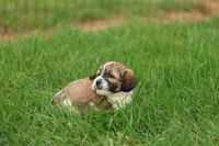 Skyler, a male Shihpoo for sale in Lebanon, PA – 10 of 10