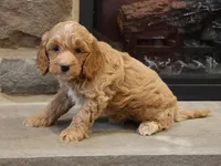 Christa, a female Cockapoo for sale in Lebanon, PA – 4 of 5