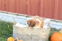 Spencer, a male Shih Tzu and Poodle - Toy  for sale in Lebanon, PA – 9 of 10