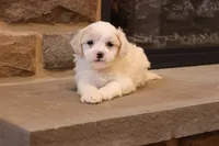 Stephen, a male Shihpoo for sale in Lebanon, PA – 4 of 4