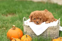 Hunter, a male Havapoo for sale in Lebanon, PA – 6 of 10