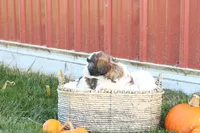 Scott, a male Shih Tzu and Poodle - Toy  for sale in Lebanon, PA – 8 of 9