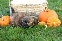 Stan, a male Shih Tzu and Poodle - Toy  for sale in Lebanon, PA – 3 of 9