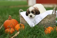 Sarah, a female Shihpoo for sale in Lebanon, PA – 7 of 9