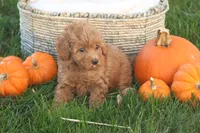 Taya, a female Poodle - Toy  for sale in Lebanon, PA – 6 of 8
