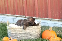 Serenity, a female Shih Tzu and Poodle - Toy  for sale in Lebanon, PA – 9 of 9