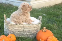 Toby, a male Poodle - Toy  for sale in Lebanon, PA – 6 of 9