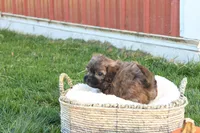 Stan, a male Shih Tzu and Poodle - Toy  for sale in Lebanon, PA – 2 of 9