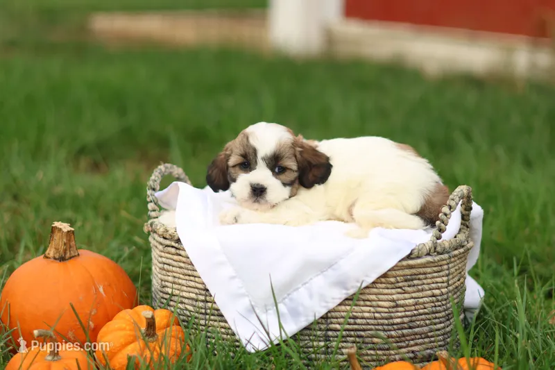 Sarah – Shihpoo puppy for sale in Lebanon, PA